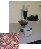 Inverted and conventional optical microscopes.